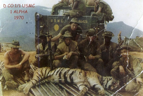 TigersVN